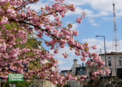 В місті цвітуть сакури